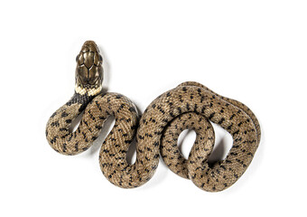 Grass snake, Natrix natrix, Isolated on white