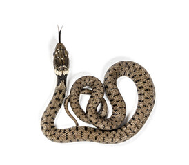 Grass snake, Natrix natrix, Isolated on white