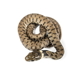 Grass snake, Natrix natrix, Isolated on white