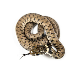 Grass snake sniffing tongue out, Natrix natrix, Isolated on white