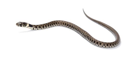 Grass snake, Natrix natrix, Isolated on white