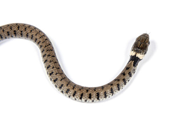 Grass snake, Natrix natrix, Isolated on white