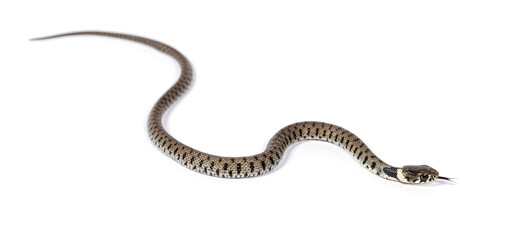 Grass snake, Natrix natrix, Isolated on white