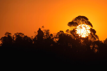 Silhouettes of trees in the light of a sunset.