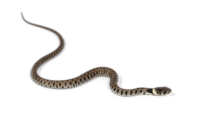 Grass snake, Natrix natrix, Isolated on white