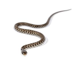 Grass snake, Natrix natrix, Isolated on white