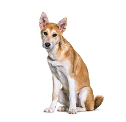 Crossbreed dog sitting and looking at camera against white background