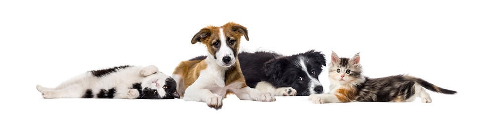 Crossbreed dog and cat, lying together, isolated on white