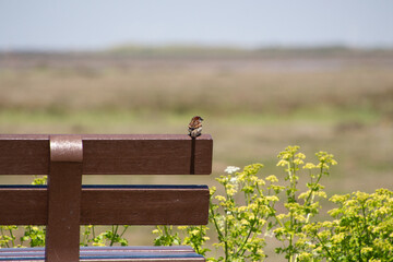 small bird on the edge of a brown banch looking at landscape, norfolk, morston quay, boat, Blakeney, National Nature Reserve,  Blakeney quay, National, Nature, Reserve