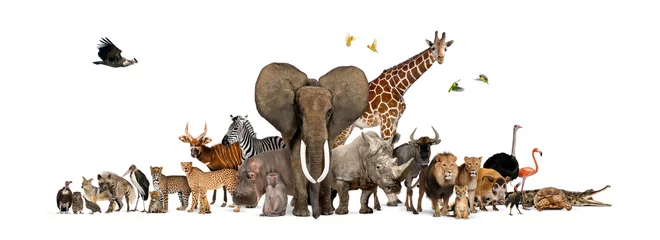 Foto op Plexiglas Grote groep Afrikaanse fauna, safari dieren in het wild samen, op een rij, geïsoleerd © Eric Isselée
