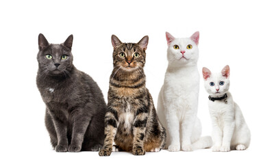 Group of crossbred domestic cats, adult, sitting in a row, pets. One wearing a collar, isolated on white