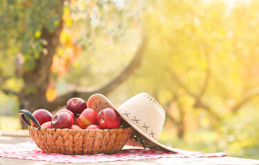 Basket with harvest of ripe red apples and farm hat on table. Autumn background with wooden textured table....