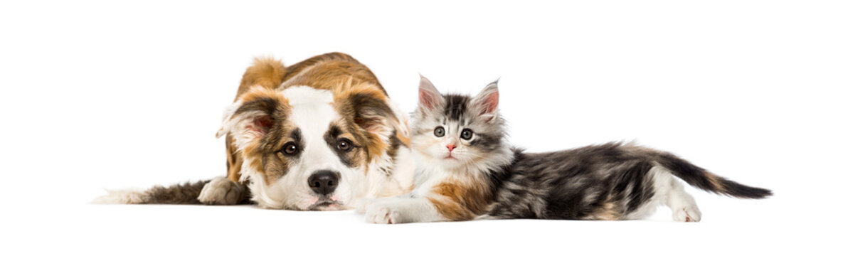 Crossbreed dog and cat, lying together, isolated on white