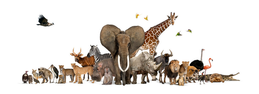Large group of African fauna, safari wildlife animals together, in a row, isolated © Eric Isselée