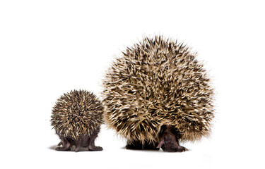 Back view of a baby European hedgehog and its mother walking on a white background