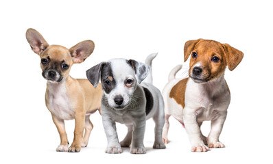 Group of puppies, dogs, Jack russel terrier and chihuahua standing in a row, isolated on white