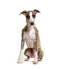 injured whippet dog sitting, bandaged paw,  isolated on white