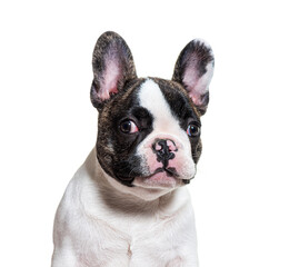 Head shot of a three months old puppy french bulldog facing at camera