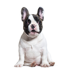Expressive three months old puppy french bulldog, sitting, isolated on white