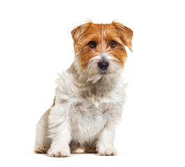 Mixed breed dog with jack russel terrier, sitting, isolated on white