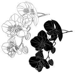 Orchid Phalaenopsis  outline and silhouette set first flower  on a white background vintage vector editable illustration hand draw