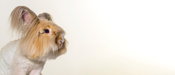 groomed Angora rabbit looking away, banner, grey background