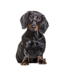 Dachshund dog, sitting in front of white background