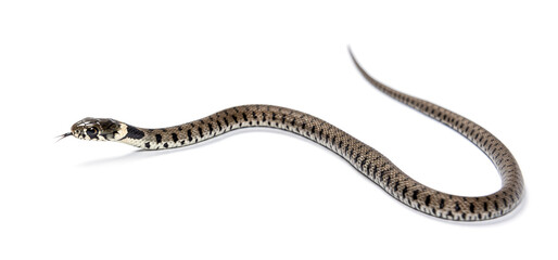 Grass snake, Natrix natrix, Isolated on white