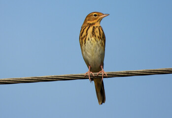 Birds of Europe: Anthus (Anthus pratensis?)