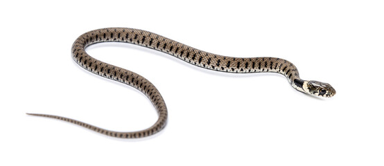 Grass snake, Natrix natrix, Isolated on white