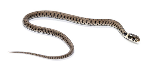 Grass snake, Natrix natrix, Isolated on white