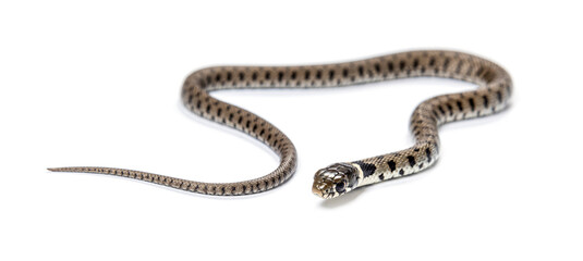 Grass snake, Natrix natrix, Isolated on white