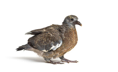 Young domestic pigeon falling out of the nest, against white background