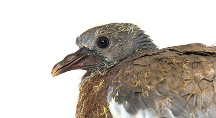 Young domestic pigeon falling out of the nest, against white background