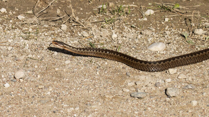 Large Common European adder, Vipera berus crawling on the ground during autumn. 