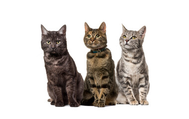 Fototapeta na wymiar Group of crossbred domestic cats, adult, sitting in a row, pets. One wearing a collar, isolated on white