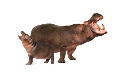 Hippo calf and its mother isolated, Hippopotamus amphibius