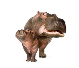 Hippo calf and its mother together, isolated, Hippopotamus amphibius - obrazy, fototapety, plakaty