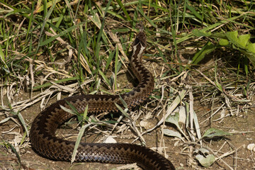 Large Common European adder, Vipera berus crawling on the ground during autumn. 