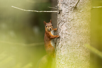 Eurasian red squirrel, Sciurus vulgaris holding on a Spruce tree bark in Estonian boreal forest. 