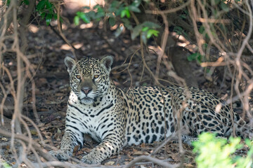 Jaguar resting on the ground.