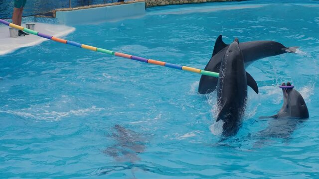 dolphin group swims in the open air dolphinarium pool