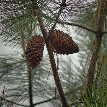 2 healthy and beautiful pine cones.