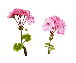 Set of pink geranium flowers and green leaves isolated