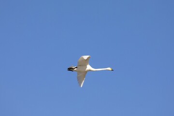 Whooper swan Mo lake in Northern Norway	