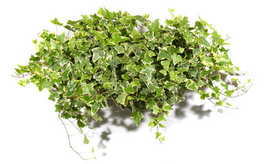 Obraz premium Ivy Plant - Leaf Banner isolated on white background