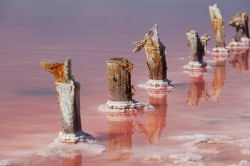 Old wooden supports eaten by sea salt stick out above the water surface of unique pink salt lake