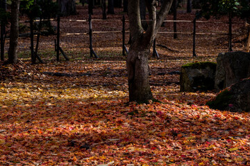 落ち葉に埋もれた地面
