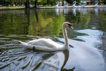 swan on the water