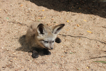 baby bat-eared fox in a zoo in france